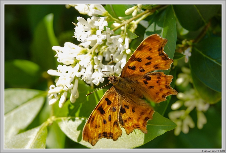 Et si on papillonnait?