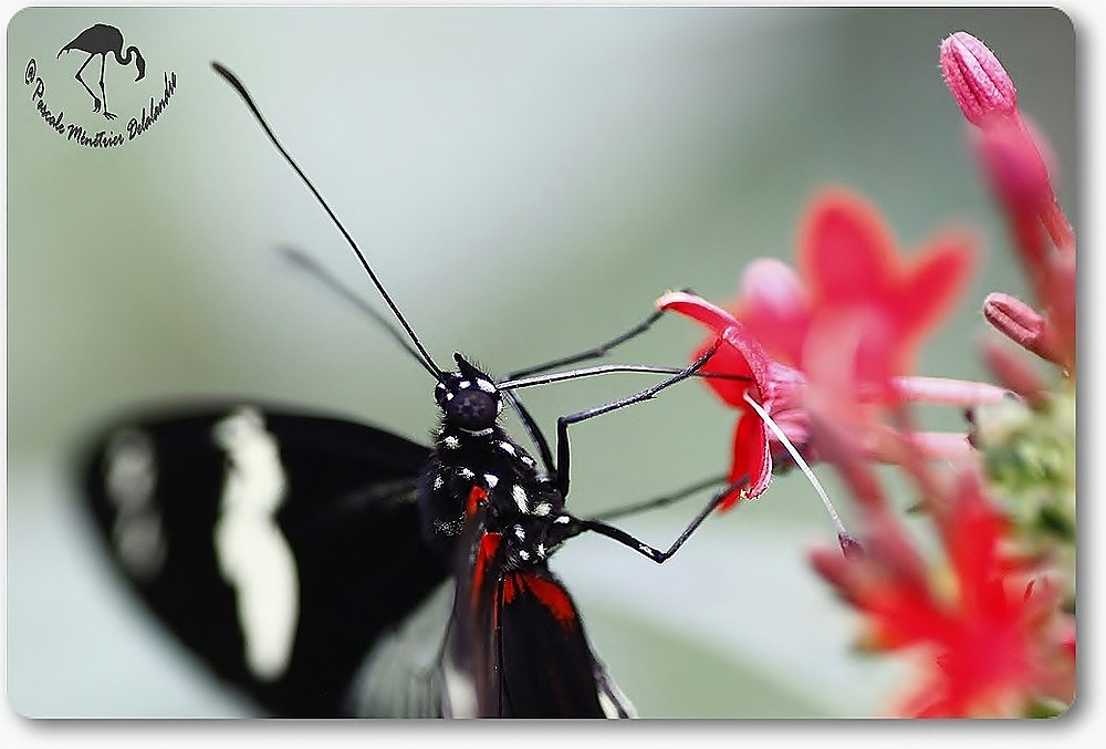Heliconius doris - de l'Amérique centrale à l'Amazonie - Nymphalidae