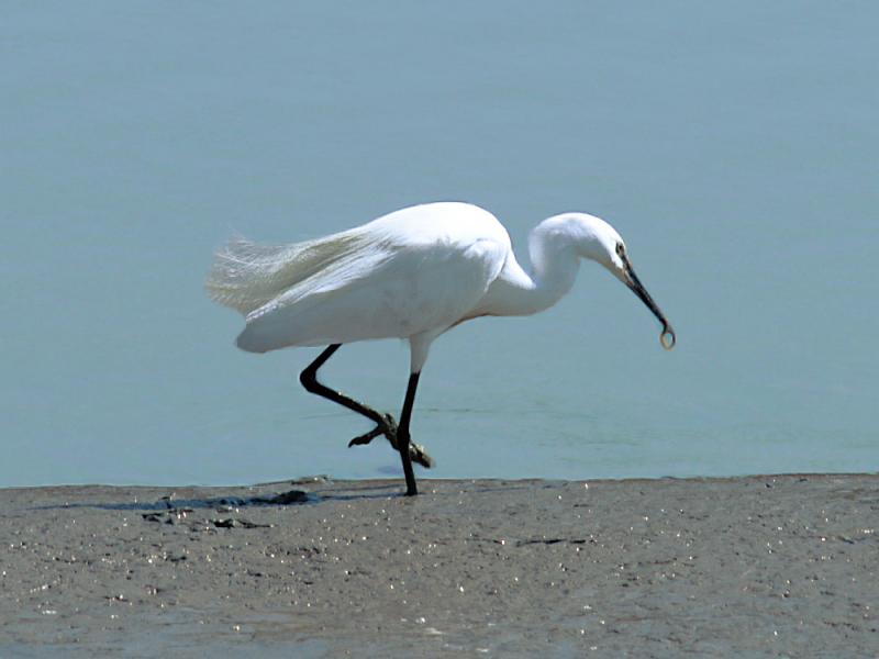 Bonne pioche pour l'Aigrette garzette (Egretta garzetta) - Loix - Ile de Ré - 17