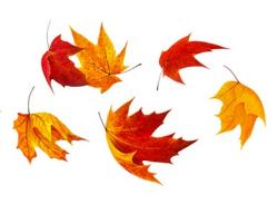 Ballet de feuilles mortes.