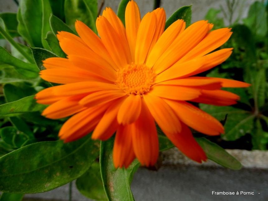 Le printemps au jardin - 2022 - Souci