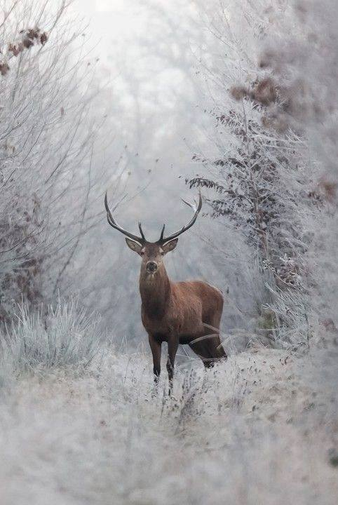 Beauté de l'hiver