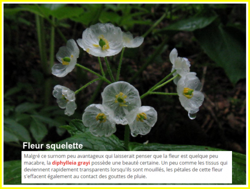 Fleurs Rares.