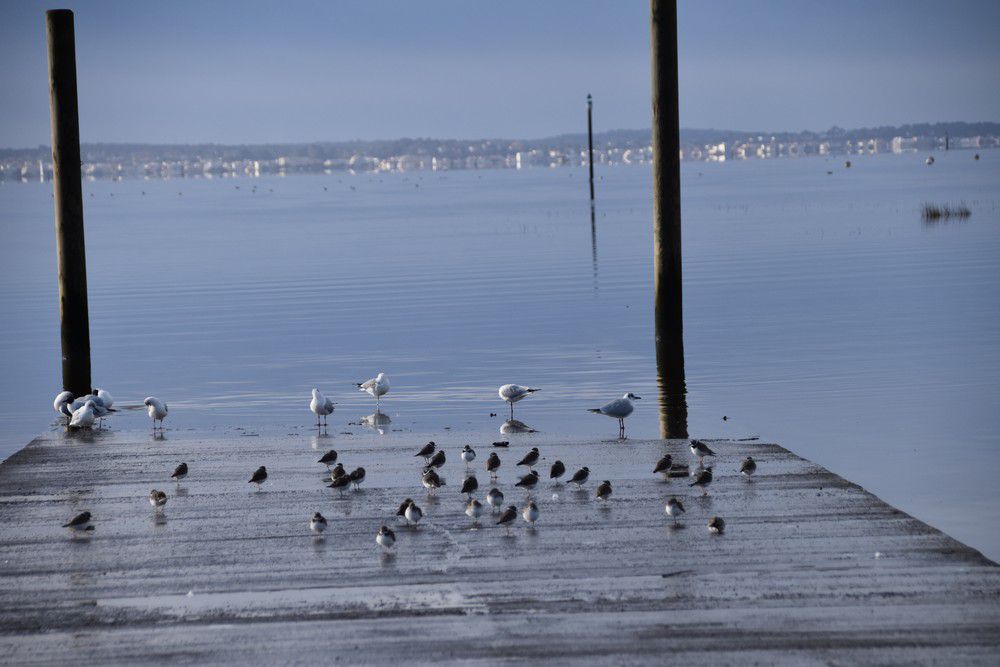 Grands gravelots et mouettes rieuses - mars 2024...