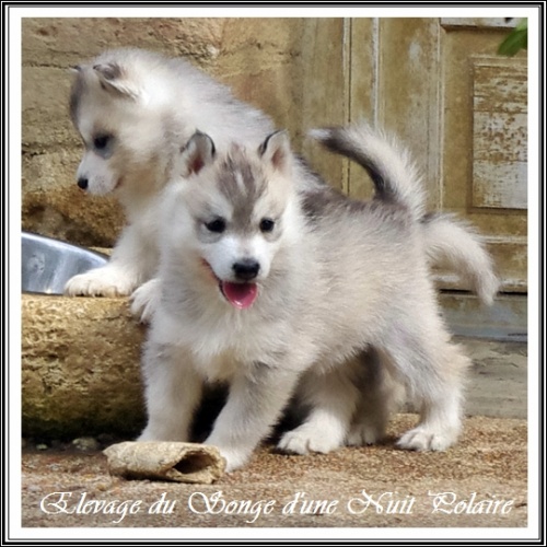 Chiot Husky Femelle 3 (36j)