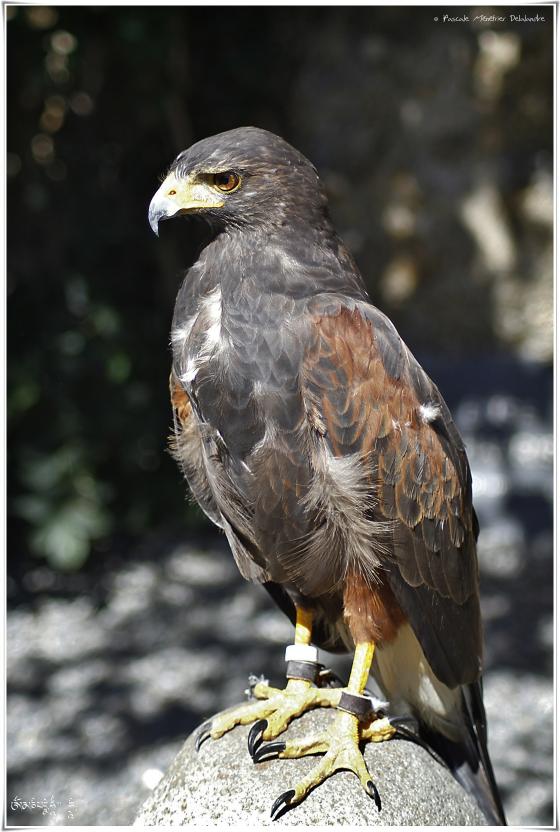 Buse de Harris - Parabuteo unicinctus - Harris's Hawk