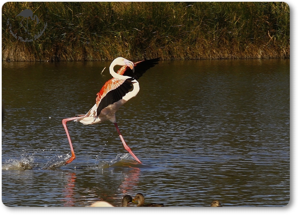 "Atterrissage" de Flamant rose...