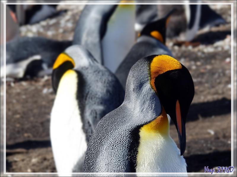 Manchot royal, King penguin (Aptenodytes patagonicus) - The Neck (Le Cou) - Saunders Island - Falkland (Malvinas, Malouines) - Grande-Bretagne