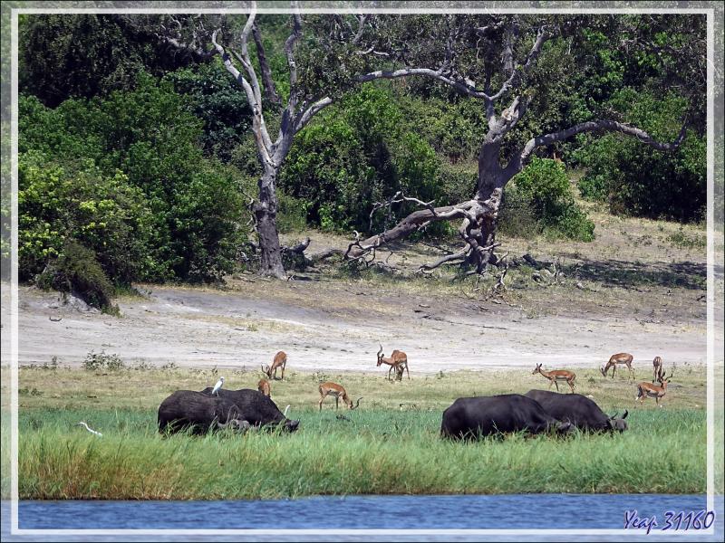 Le bateau est sur le retour après cette superbe matinée, Hippopotames, Marabouts, Buffles, Impalas, s'estompent au loin ... - Safari nautique - Parc National de Chobe - Botswana