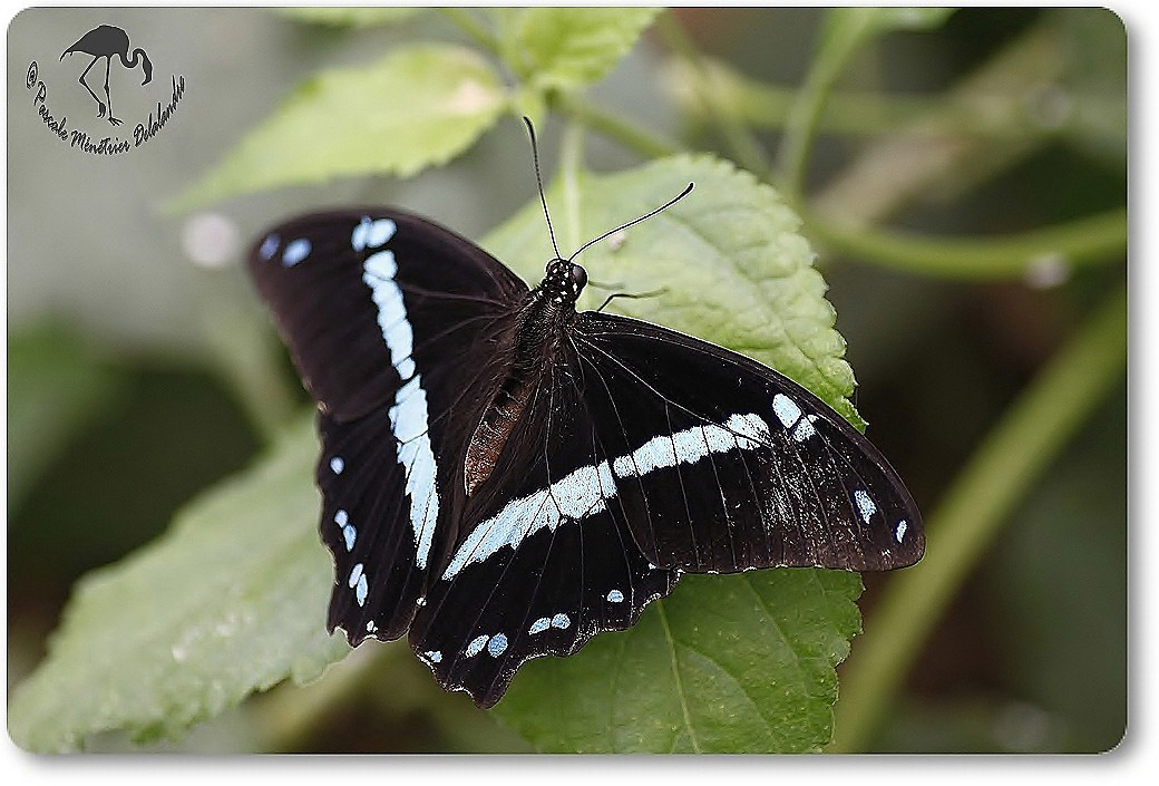 Papillon exotique non identifié...