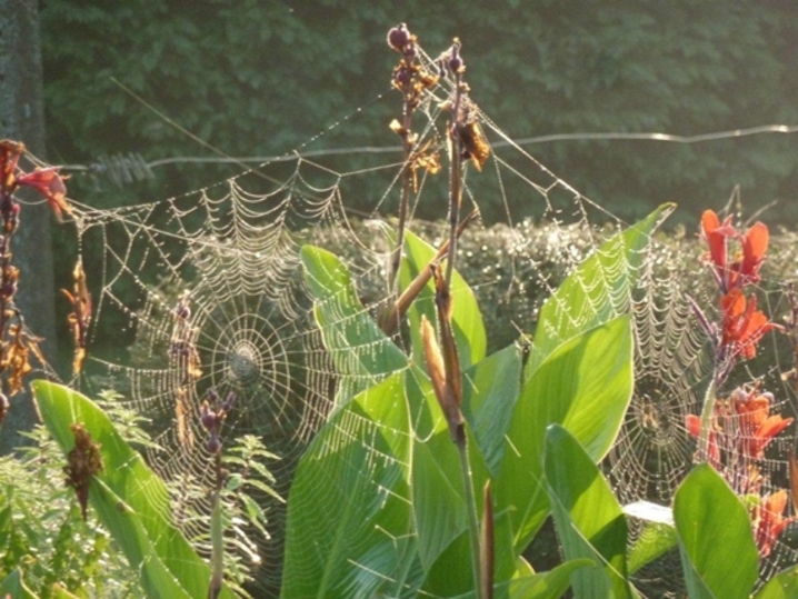  orfèvres de la nature ...