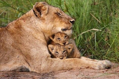 LIONNE ET SES LIONCEAUX