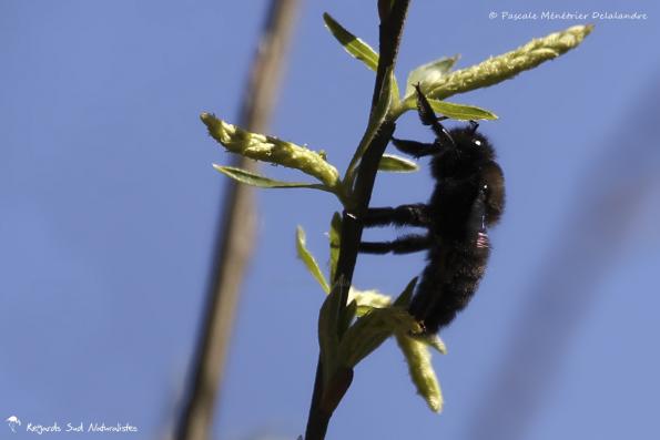 Xylocope ou Abeille charpentière