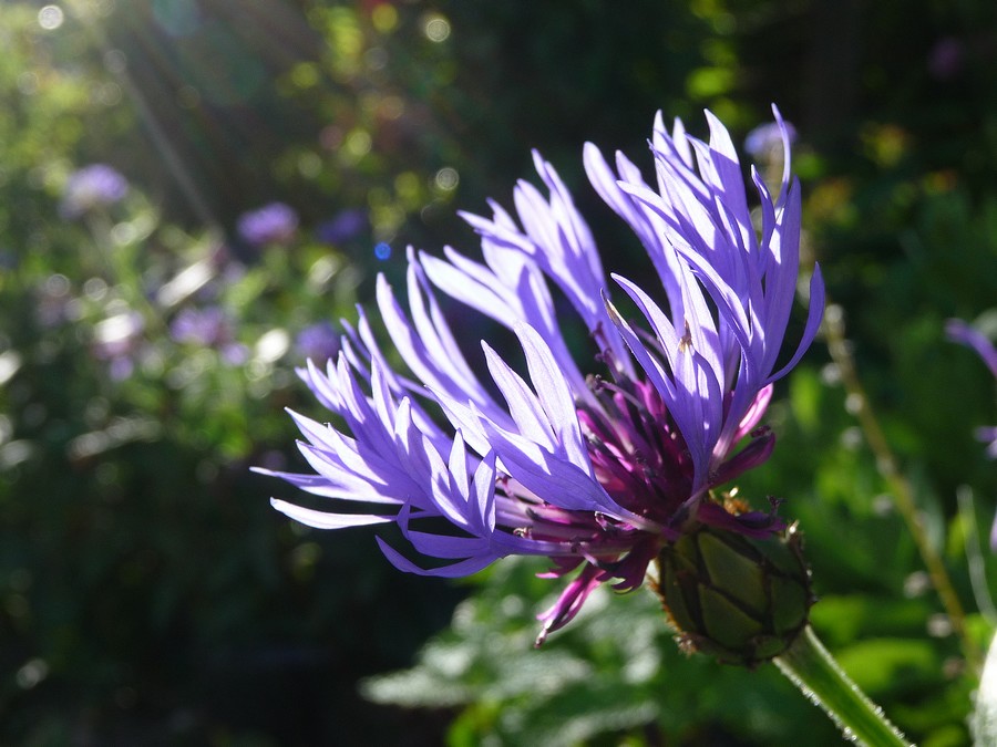 Sous le ciel bleu amiénois