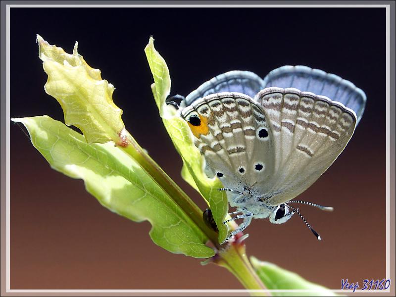 Un petit dernier Papillon Cycad bleu, Azuré des sagous, Cupidon des plaines, Plains cupid (Chilades pandava) - Nosy Sakatia - Madagascar