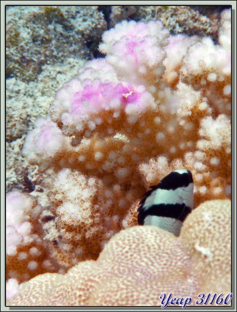 Coucou de demoiselle - Lagon Bleu - Atoll de Rangiroa - Archipel des Tuamotu - Polynésie française