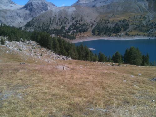 marmotte