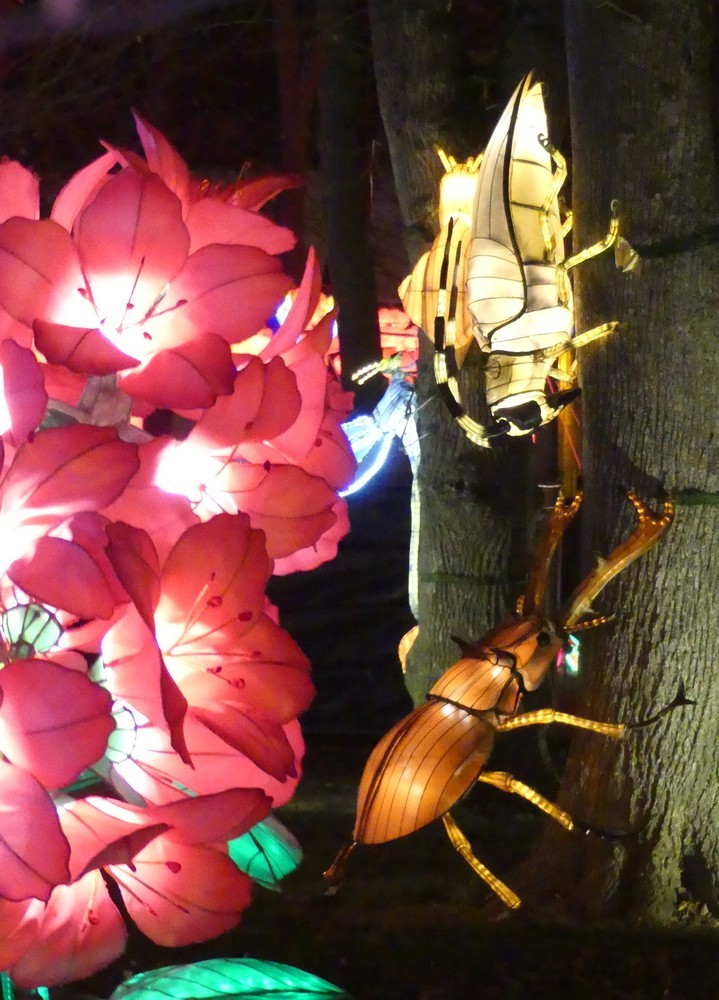 Des insectes fabuleux au Festival des Lanternes Chinoises à Gaillac...
