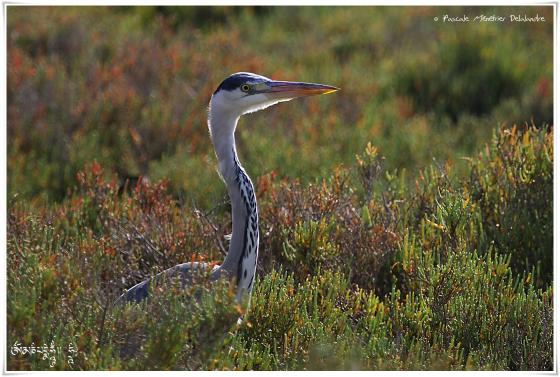 Héron cendré - Ardea cinerea - Grey Heron