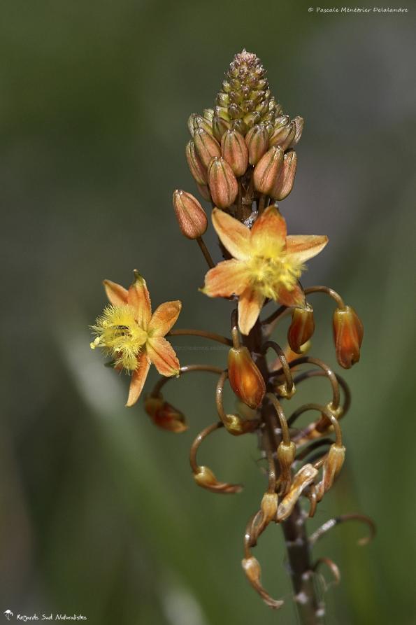 Bulbine frutescens