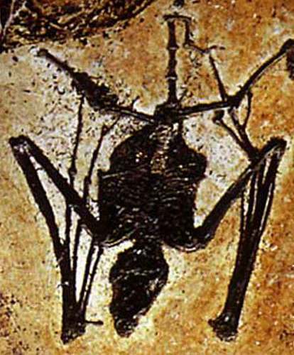 Le grand Almanach de la France : CHAUVE-SOURIS