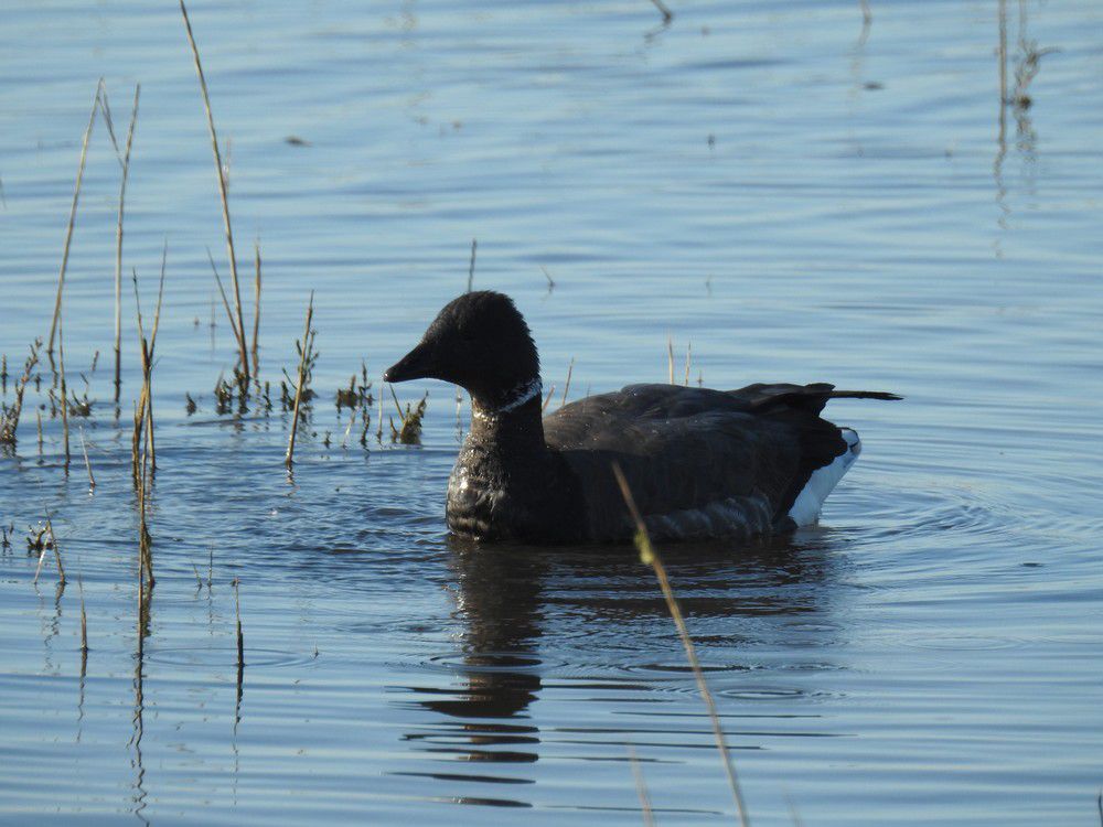 Ores bernaches - décembre 2020...