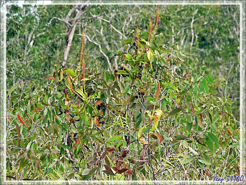 Un peu de botanique au retour des sources chaudes de Dei-Dei - Fergusson Island - Papouasie Nouvelle-Guinée (Papua New-Guinea)