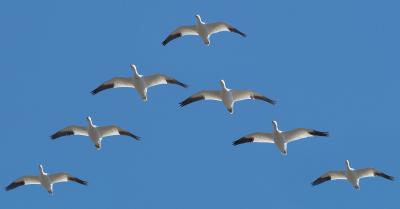 Vol d'oiseaux migrateurs