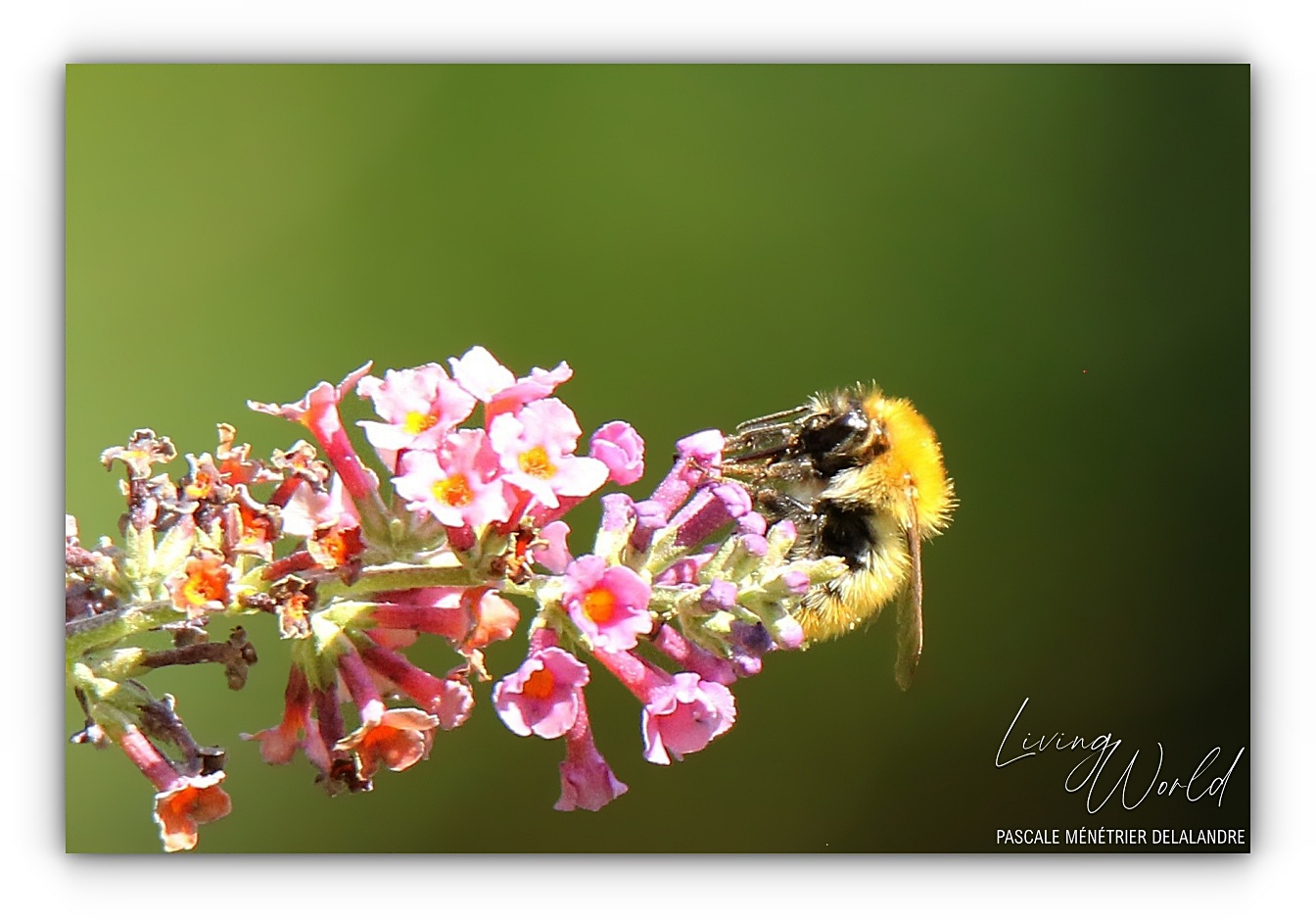 Bourdon des champs