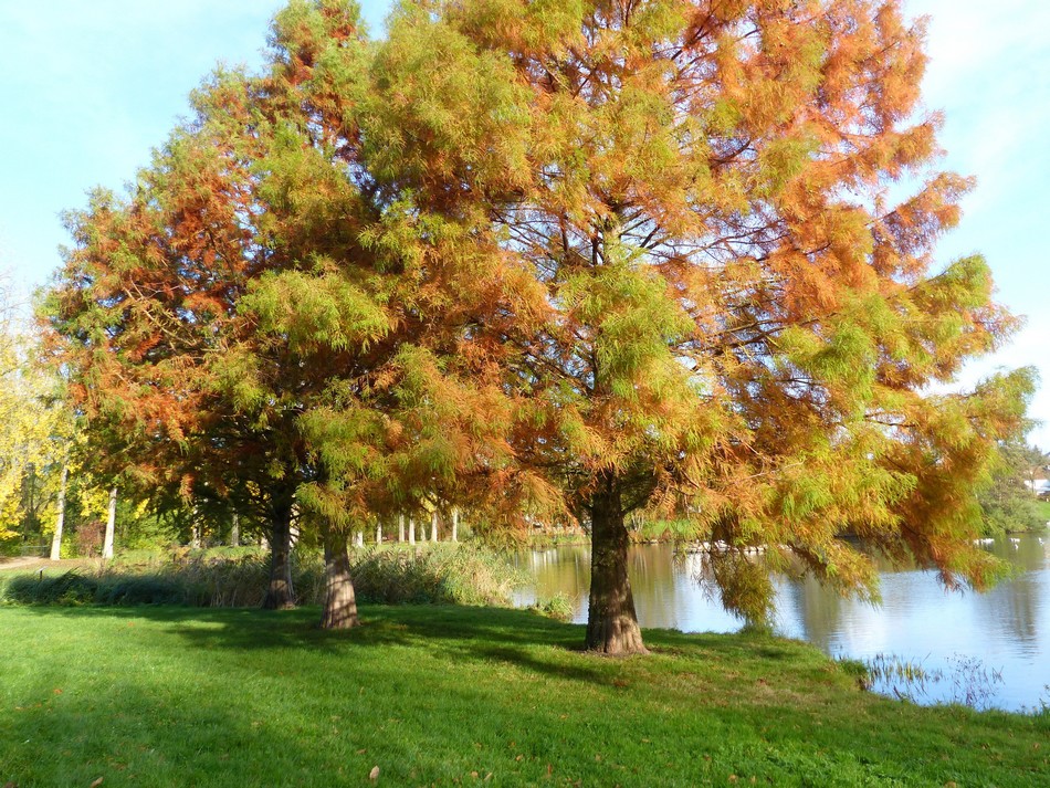 Le parc avant l'hiver