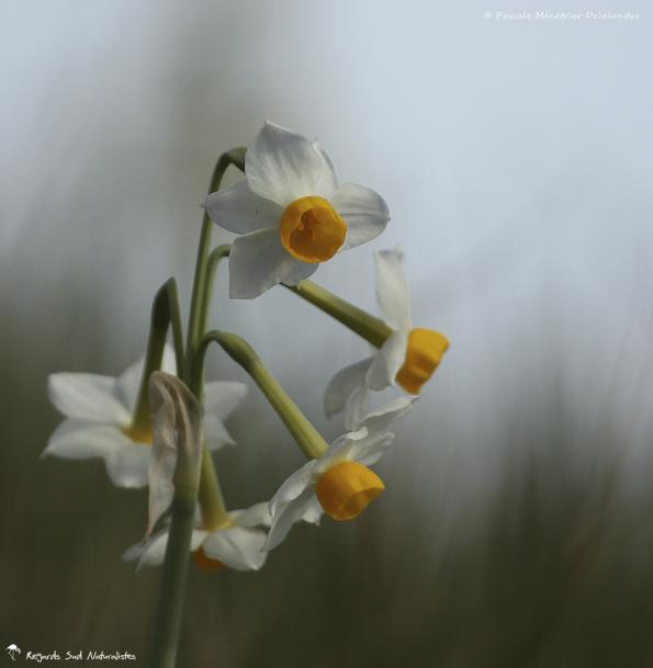 Narcissus Tazetta - Narcisse Tazette