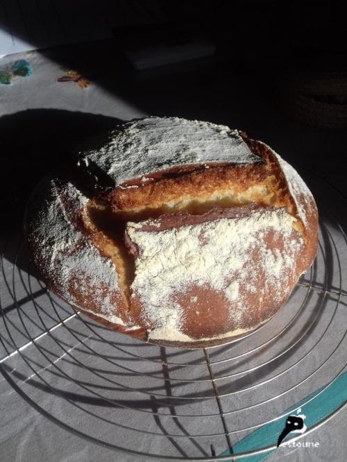 Un boulanger explique comment le BLÉ et le GLUTEN sont devenus TOXIQUES pour l'être humain !