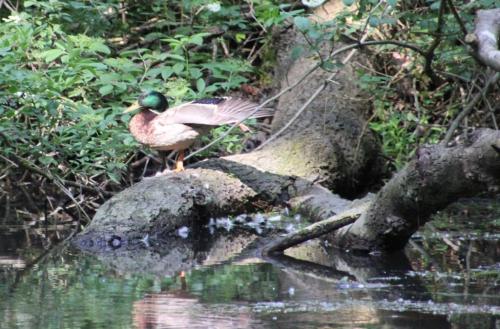 en balade au bord de l'Essonne