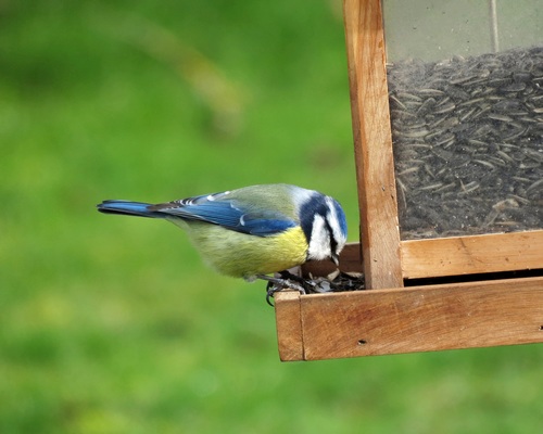 Oiseaux de mon jardin...