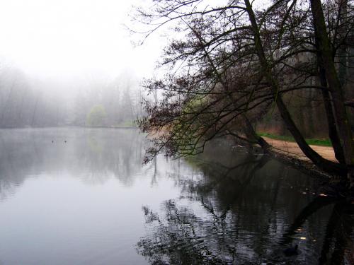 Bois de Saint Cucufa  (Hauts de Seine)
