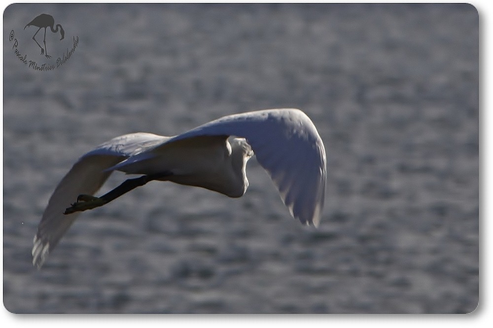Aigrette Garzette...