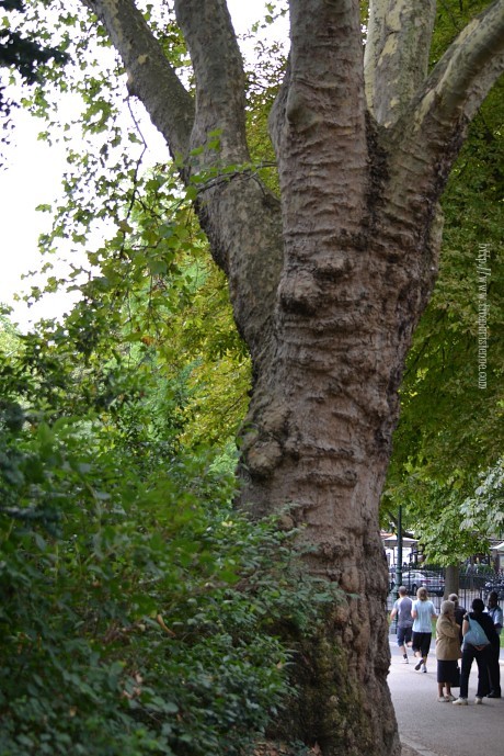 Arbre Buttes Chaumont 4