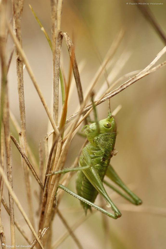 Sauterelle ♂ de la famille des Tettigoniidae
