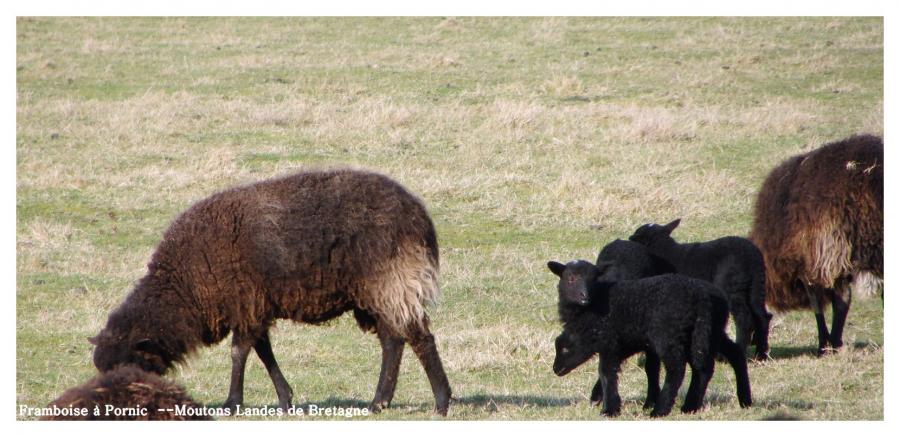 Moutons Noirs Landes de Bretagne 