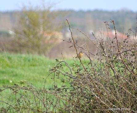 oiseaux Marais de Millac - Bourgneuf en retz - 44 -