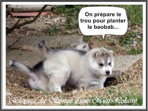 Portée de Lakmé (7 septembre 2019)