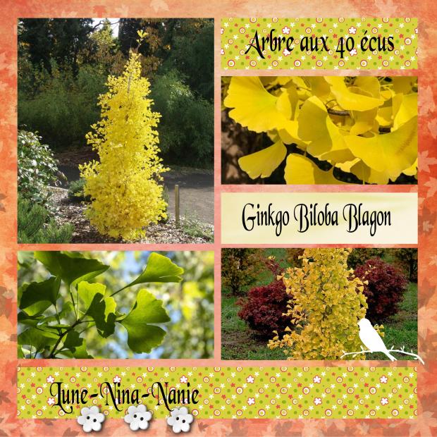 Ginkgo Biloba Arbre aux 40 Ecus