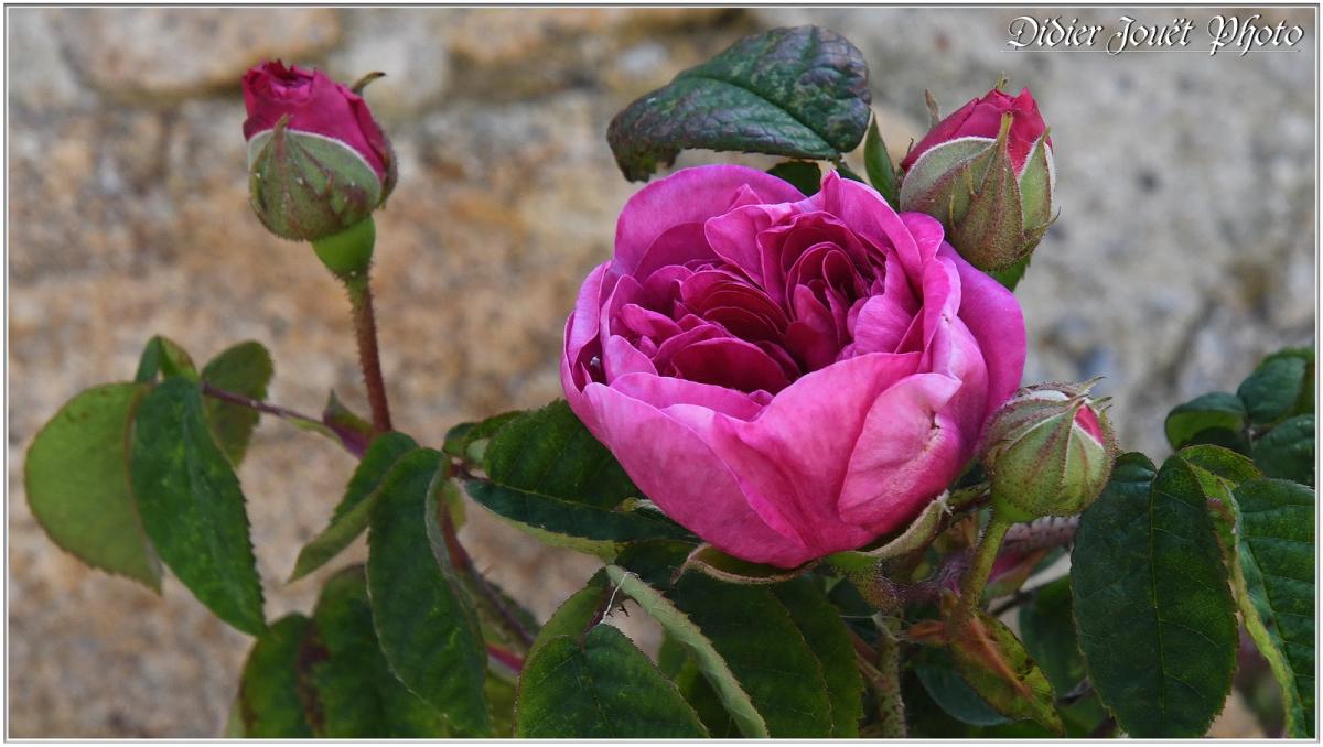 Balades / Samedi 18 & Dimanche 19 Mai 2019