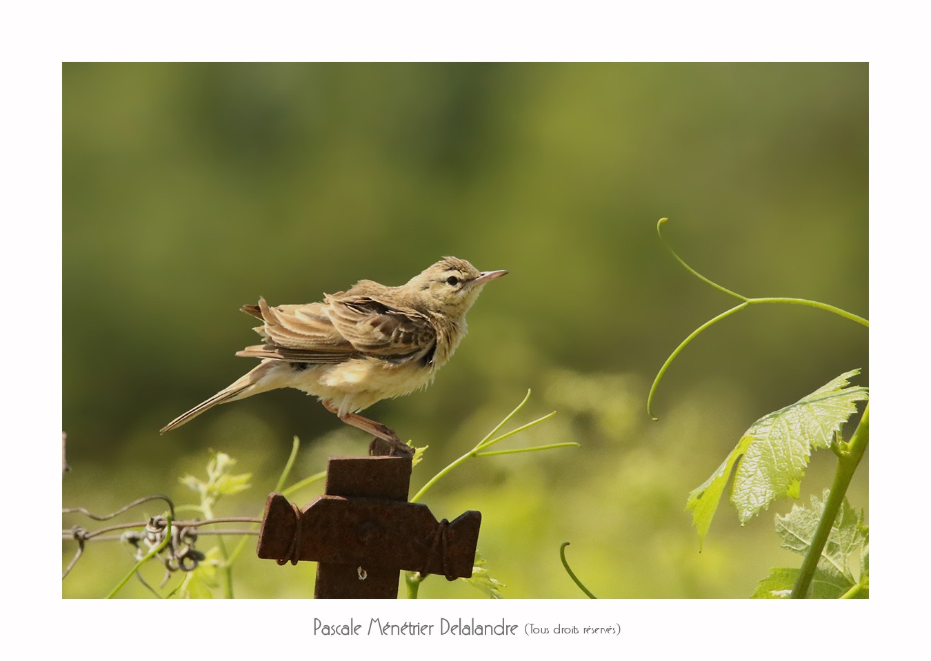 Pipit rousseline