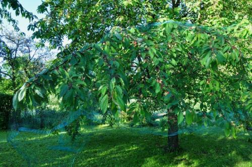 Arbre fruitier : Cerisier