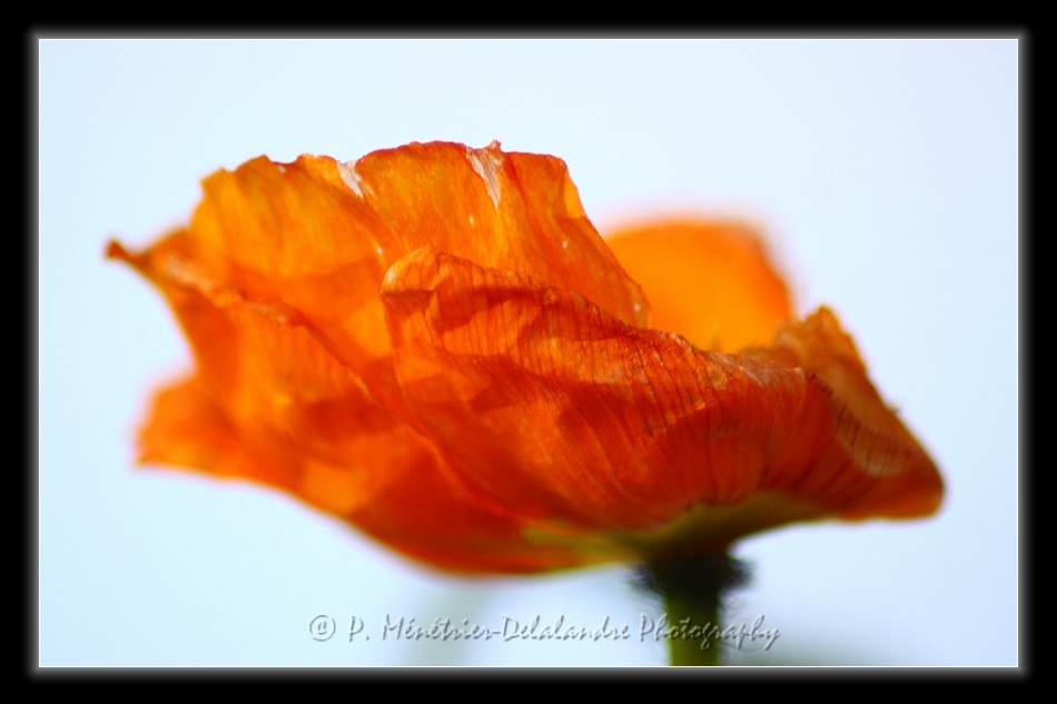 Fleur de Pavot...