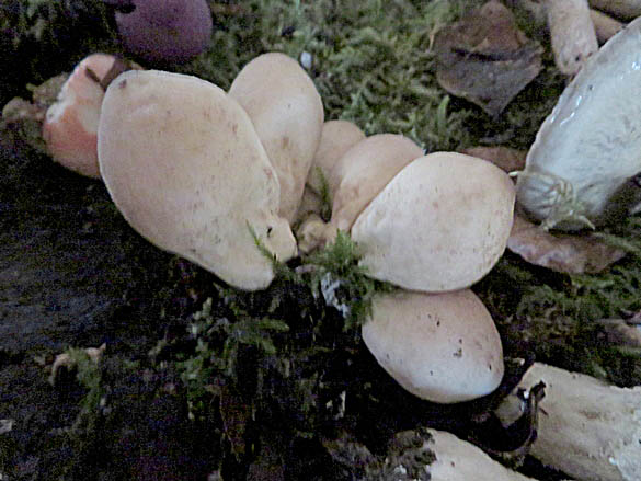 La Société Mycologique et le CSCL a organisé  une sortie découverte sur les  champignons le 16 novembre