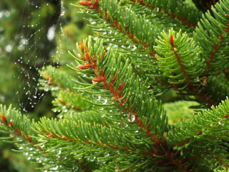 L'été ... La pluie ...