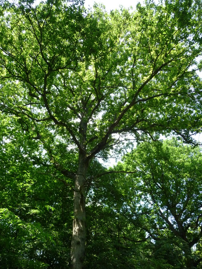 A l'ombre de la Forêt Domaniale de Creuse