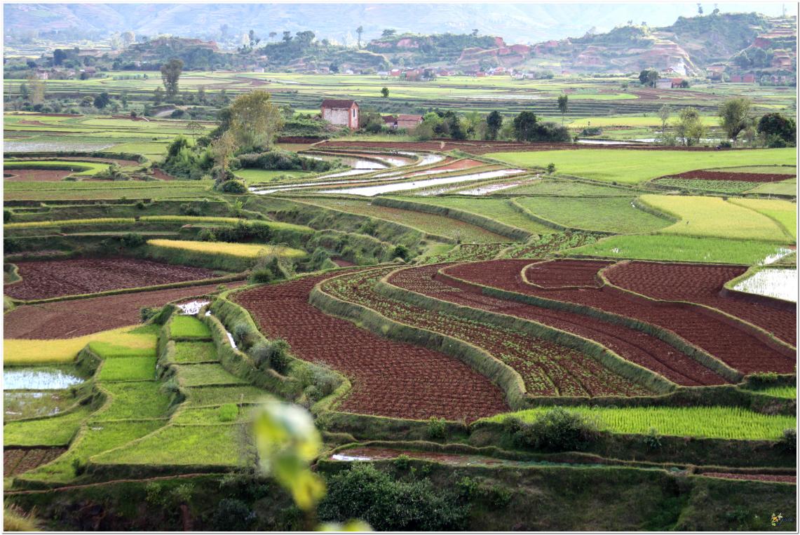 LES  RIZIERES  MALGACHE  SOUVENIRS 